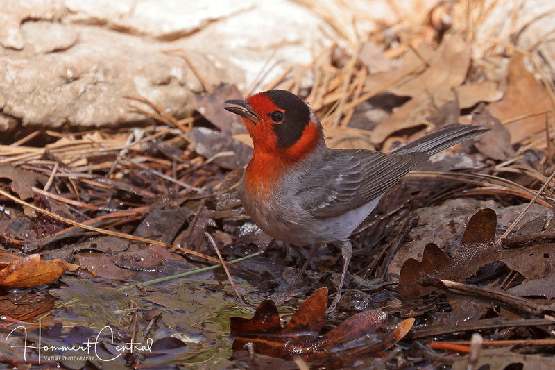 Red-faced Warbler (07).jpg