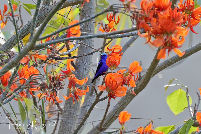 Red-legged Honeycreeper (01).jpg