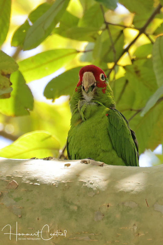 Red-masked Parakeet (02).jpg