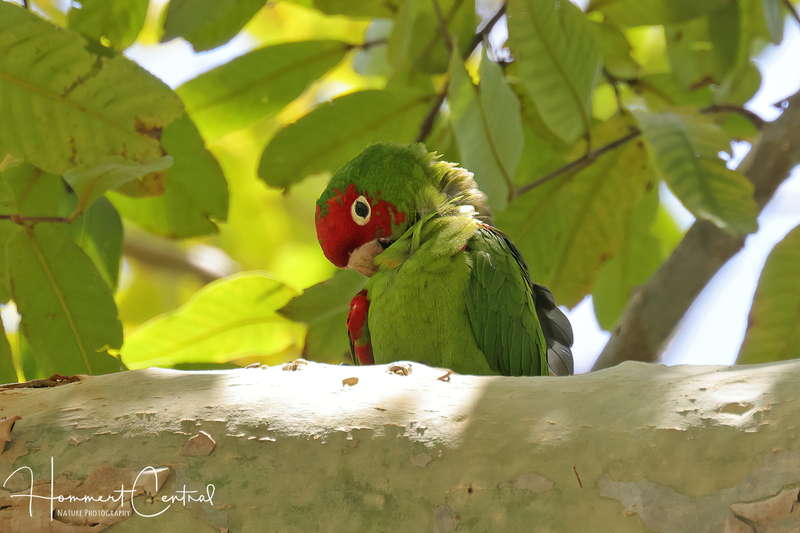 Red-masked Parakeet (03).jpg