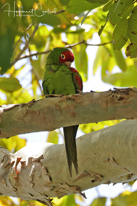 Red-masked Parakeet (04).jpg