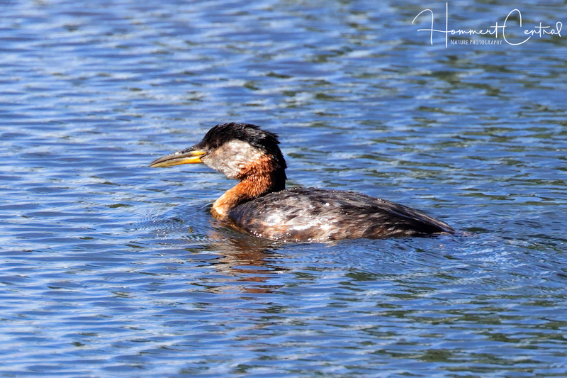 Red-necked Grebe (breeding plumage) (05).jpg