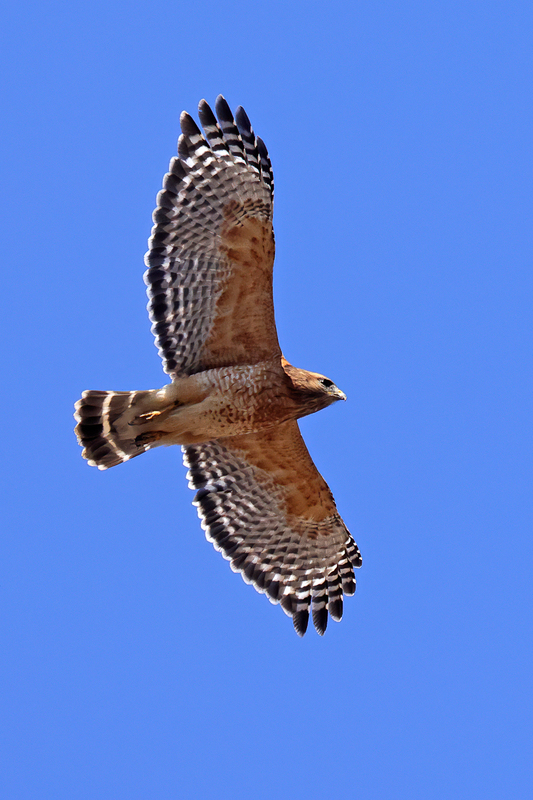 Red-shouldered Hawk (28).jpg