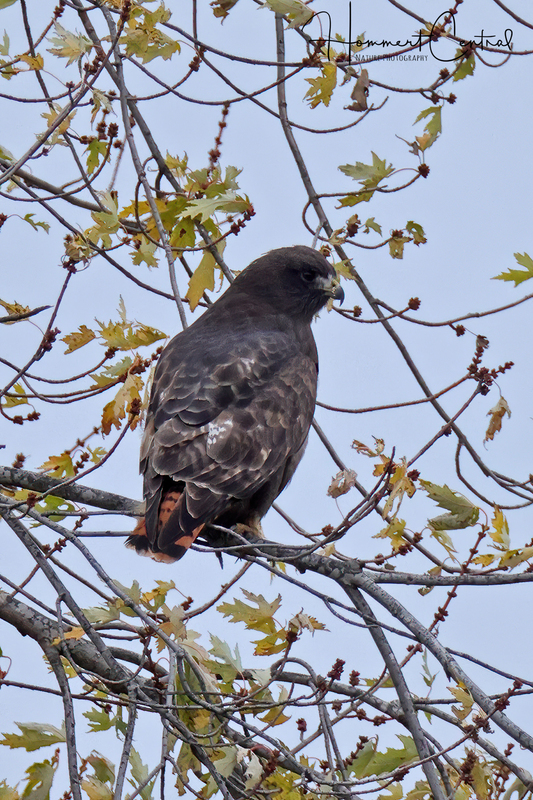 Red-tailed Hawk (western dark morph) (06).jpg