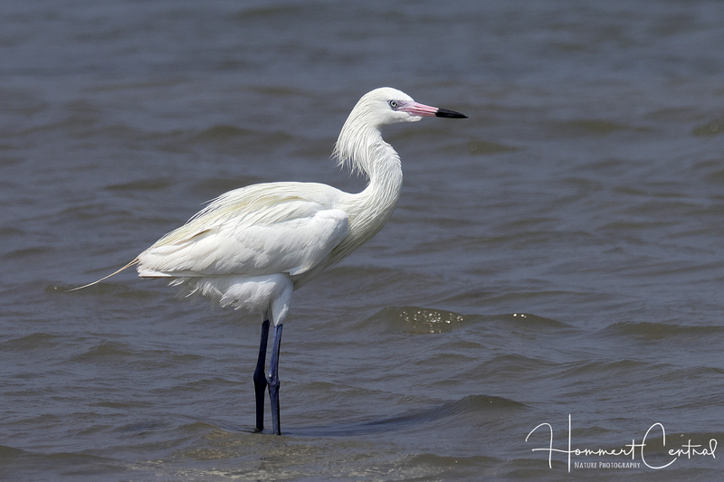 Reddish Egret (white morph) (03).jpg
