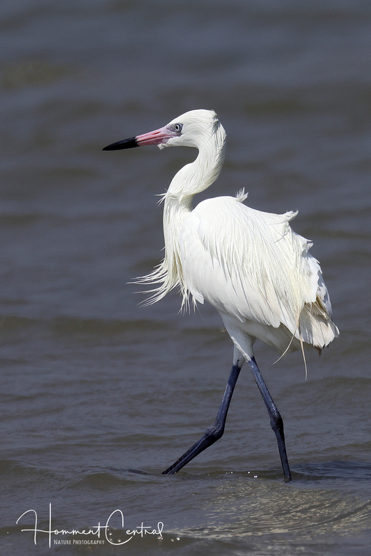 Reddish Egret (white morph) (04).jpg