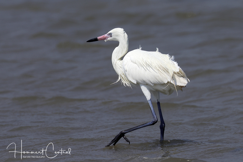 Reddish Egret (white morph) (05).jpg