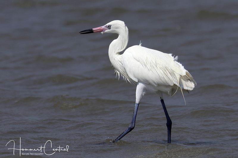 Reddish Egret (white morph) (06).jpg