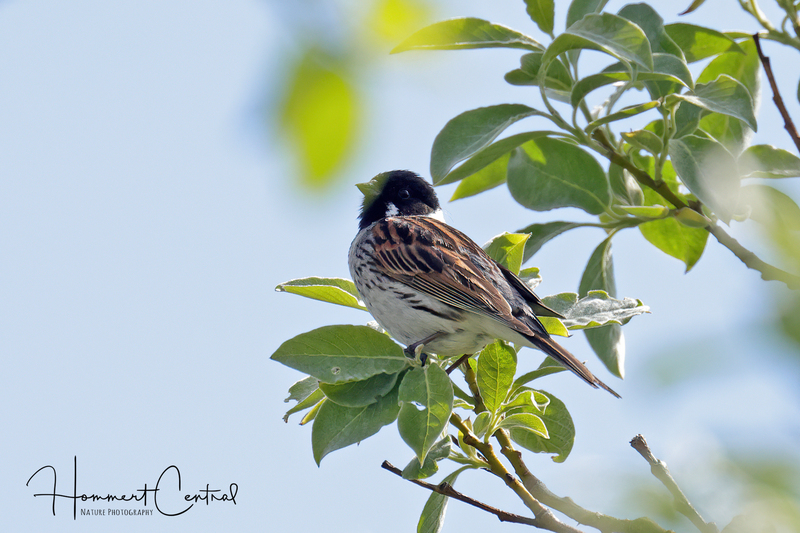 Reed Bunting (01).jpg