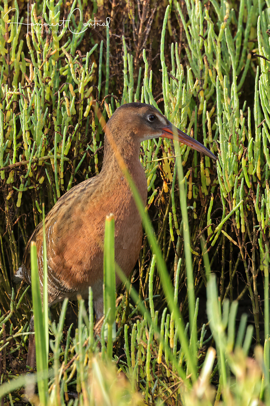 Ridgways Rail (01).jpg