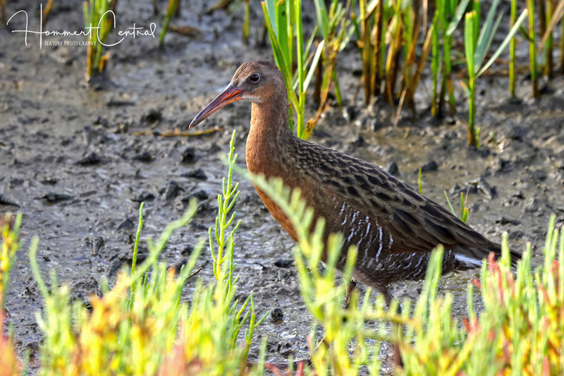 Ridgways Rail (02).jpg
