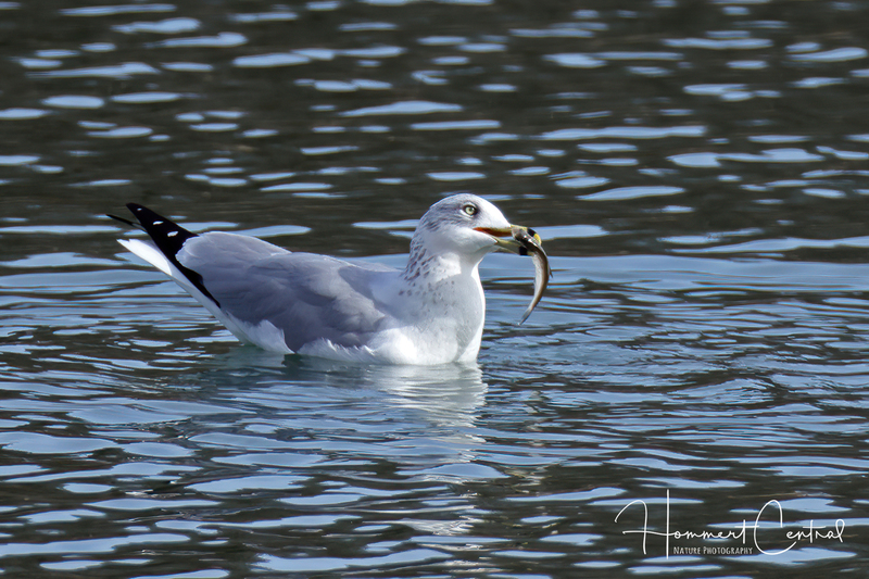 Ring-billed Gull (17).jpg