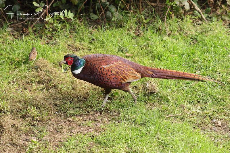 Ring-necked Pheasant (05).jpg