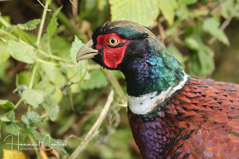 Ring-necked Pheasant (06).jpg