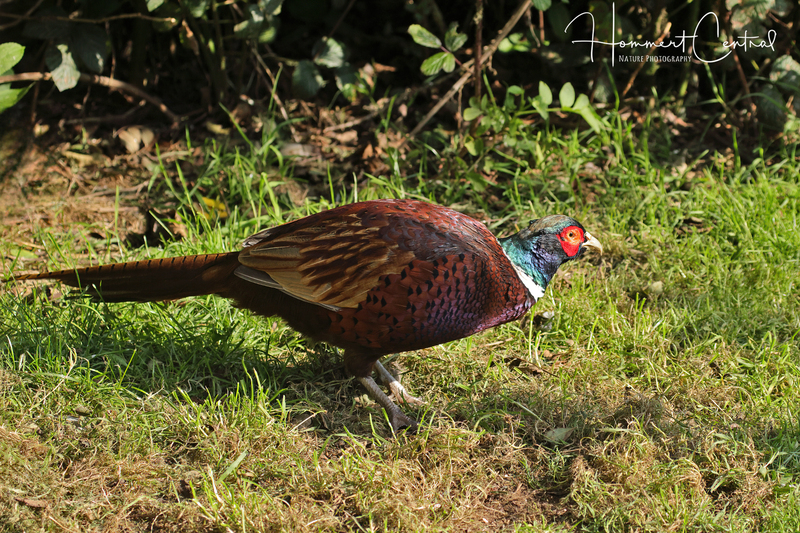 Ring-necked Pheasant (07).jpg