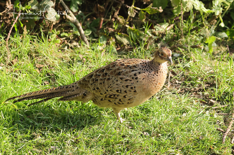Ring-necked Pheasant (female) (02).jpg