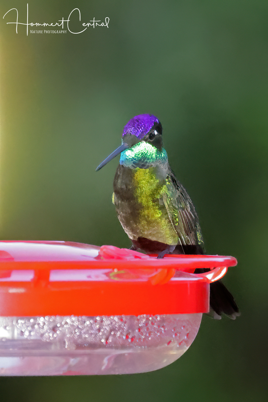 Rivolis Hummingbird (10).jpg