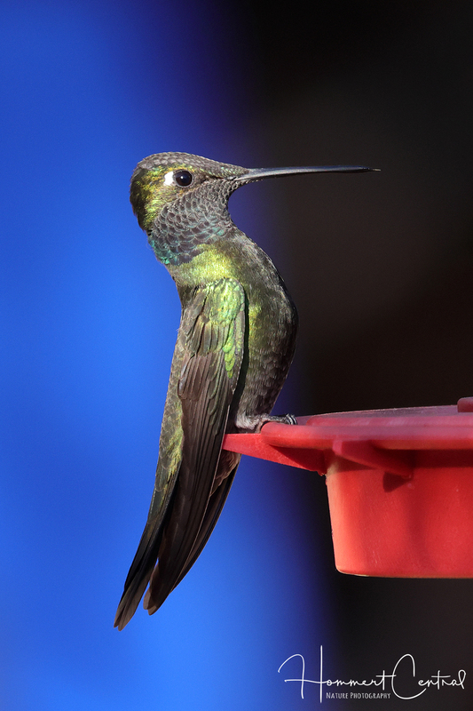 Rivolis Hummingbird (female) (03).jpg