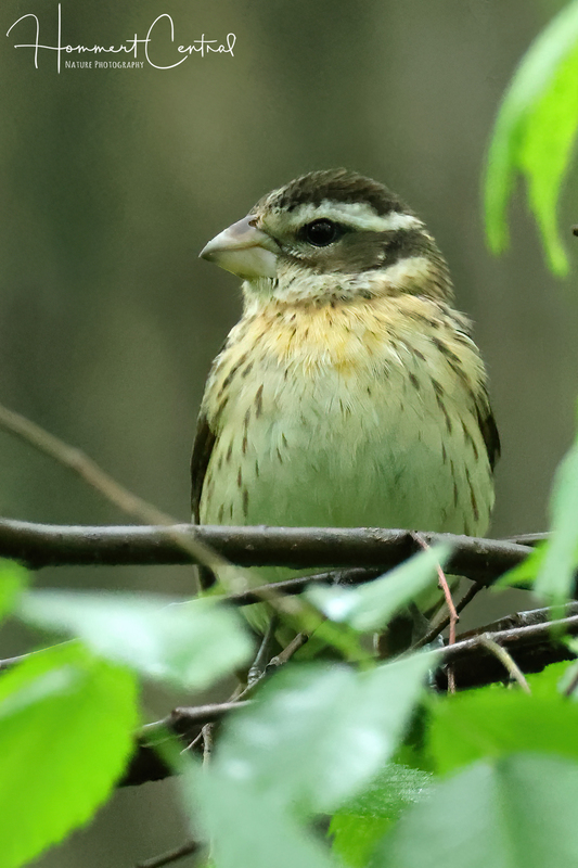 Rose-breasted Grosbeak (female) (11).jpg