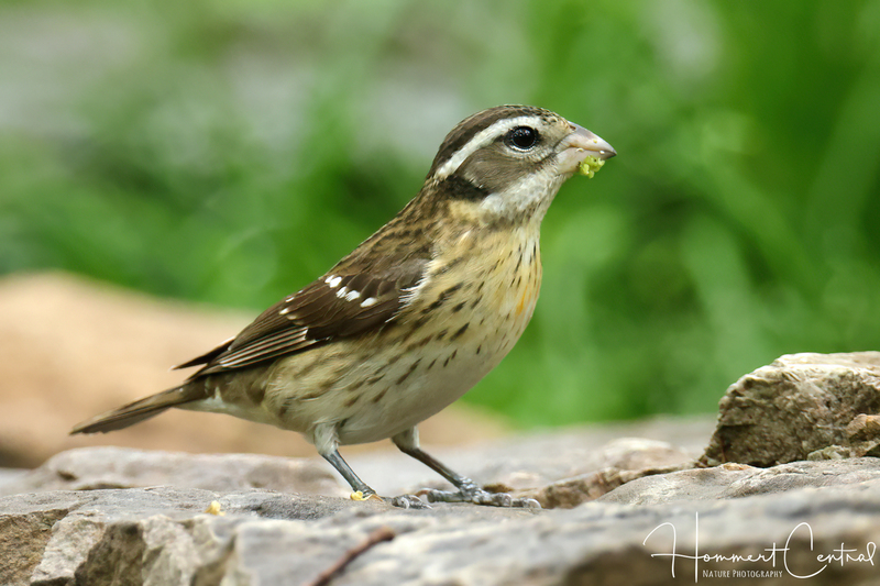 Rose-breasted Grosbeak (female) (12).jpg