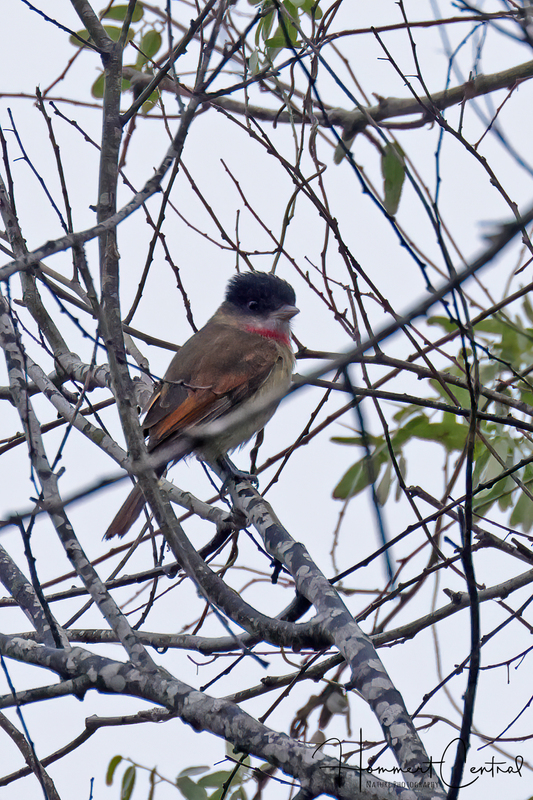 Rose-throated Becard (01).jpg