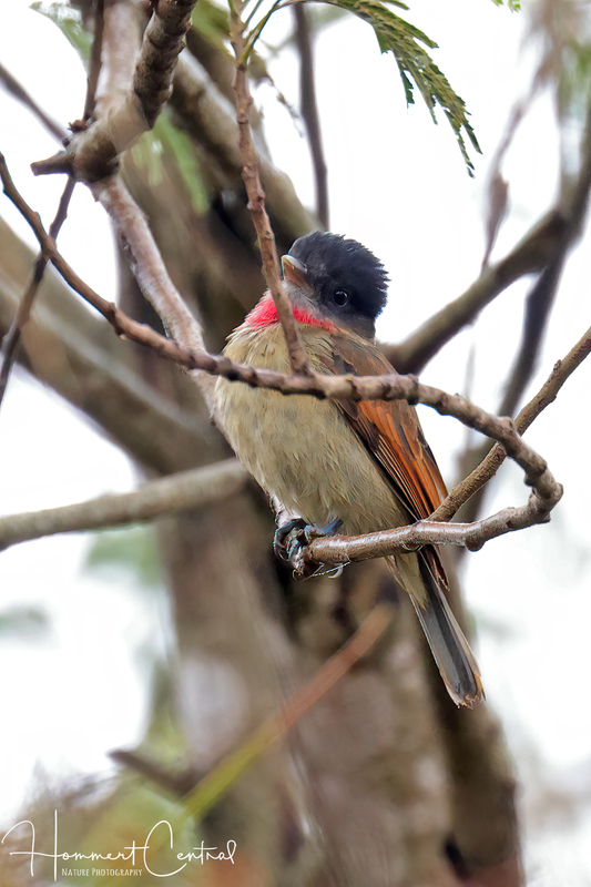 Rose-throated Becard (02).jpg