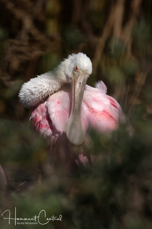 Roseate Spoonbill (24).jpg