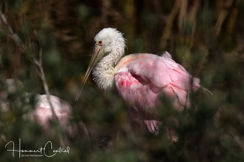 Roseate Spoonbill (25).jpg