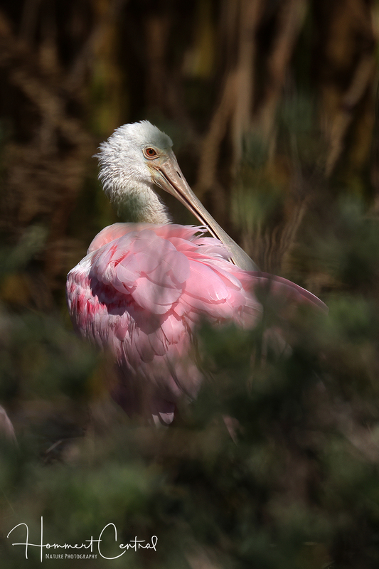 Roseate Spoonbill (26).jpg