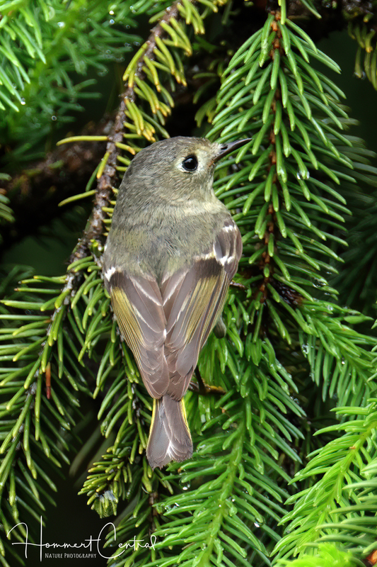 Ruby-crowned Kinglet (female) (08).jpg