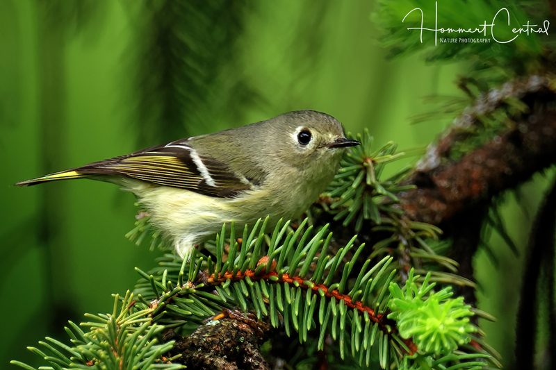 Ruby-crowned Kinglet (female) (09).jpg