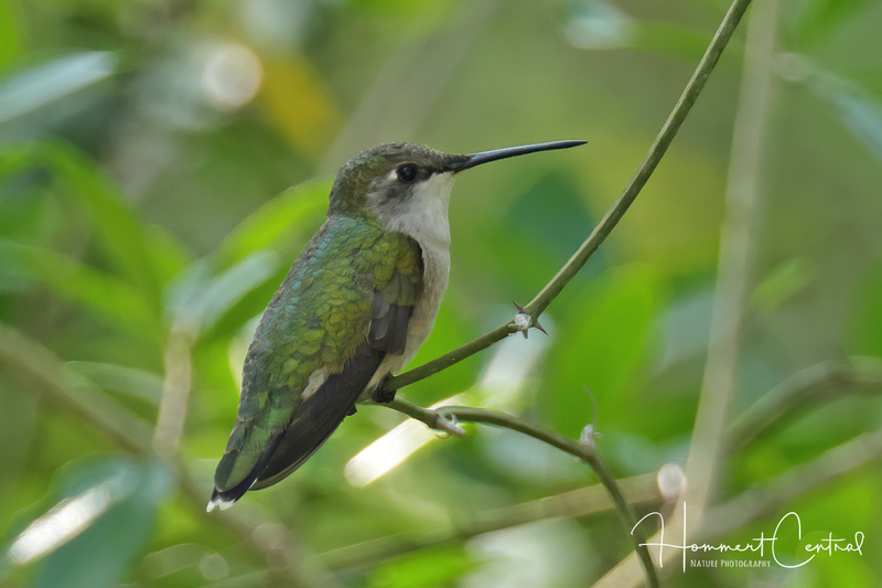 Ruby-throated Hummingbird (female) (15).jpg