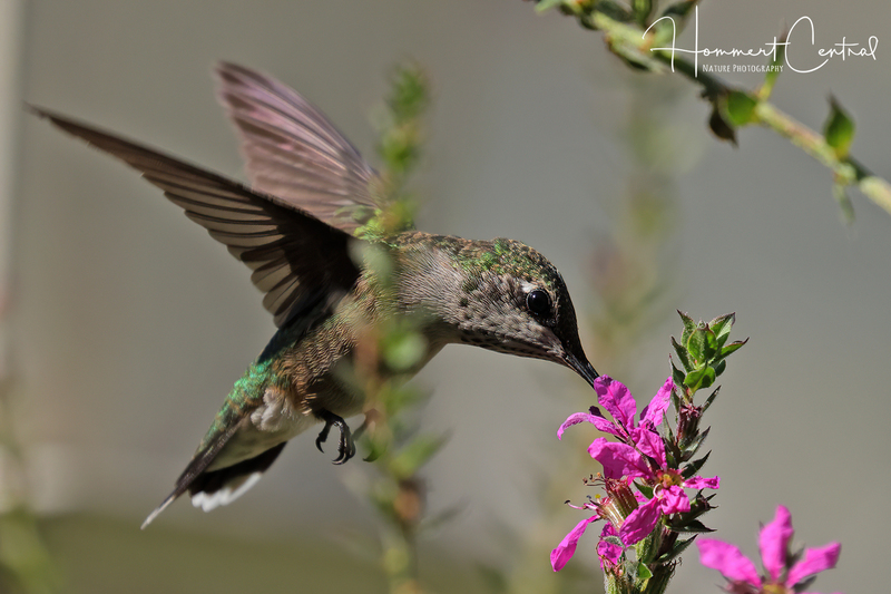 Ruby-throated Hummingbird (immature) (24).jpg