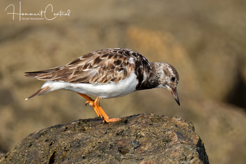Ruddy Turnstone (12).jpg