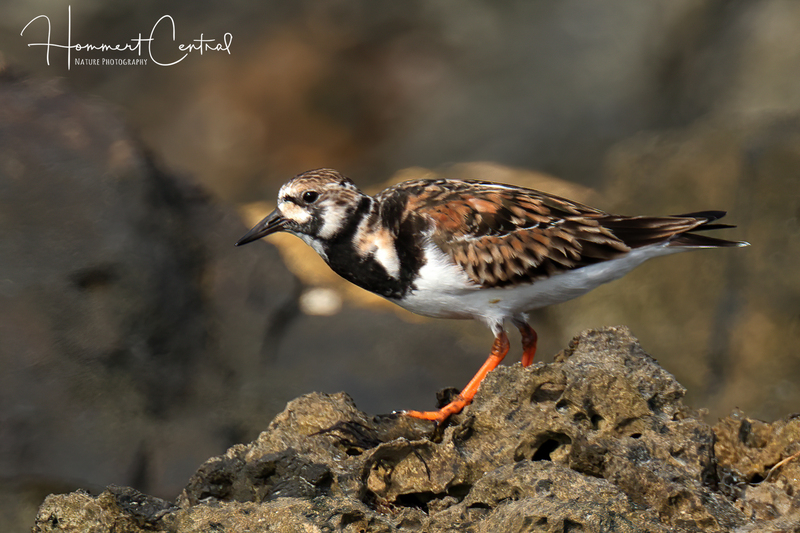 Ruddy Turnstone (13).jpg