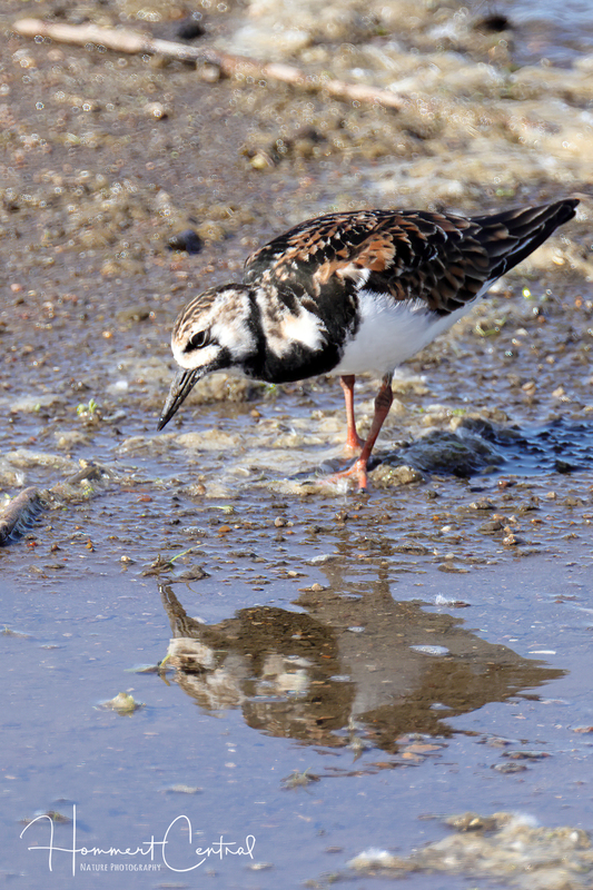 Ruddy Turnstone (14).jpg