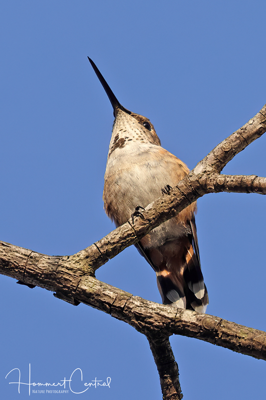 Rufous Hummingbird (immature male) (01).jpg
