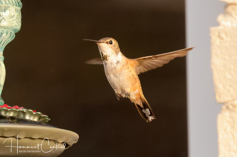 Rufous Hummingbird (immature male) (02).jpg