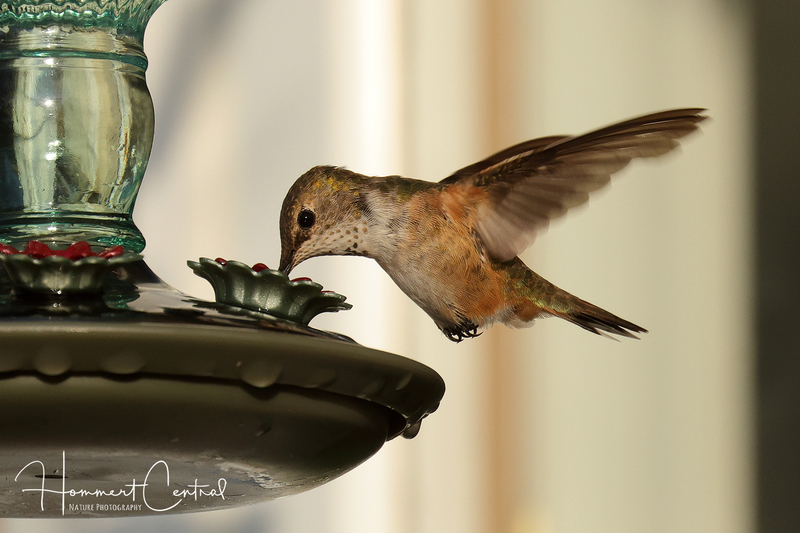 Rufous Hummingbird (immature male) (03).jpg