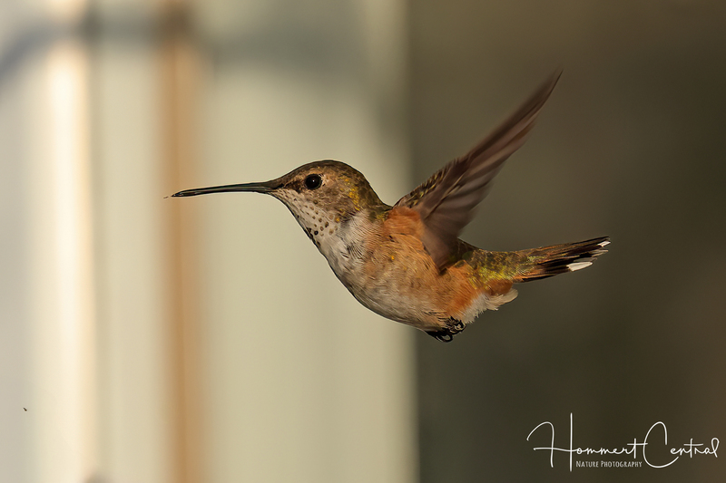 Rufous Hummingbird (immature male) (04).jpg