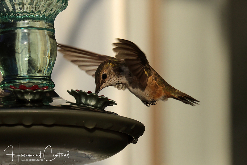 Rufous Hummingbird (immature male) (05).jpg