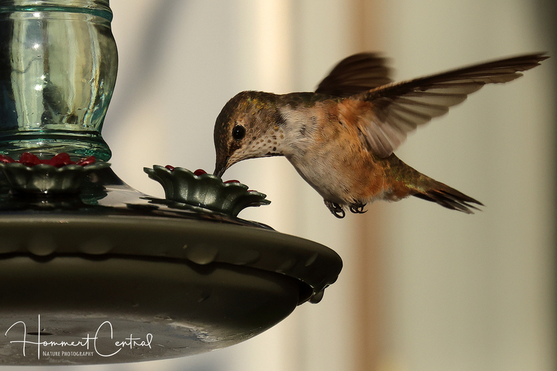Rufous Hummingbird (immature male) (06).jpg