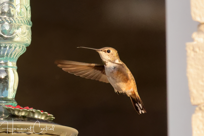 Rufous Hummingbird (immature male) (10).jpg