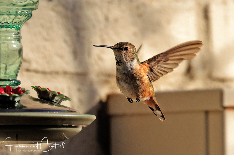 Rufous Hummingbird (immature male) (11).jpg