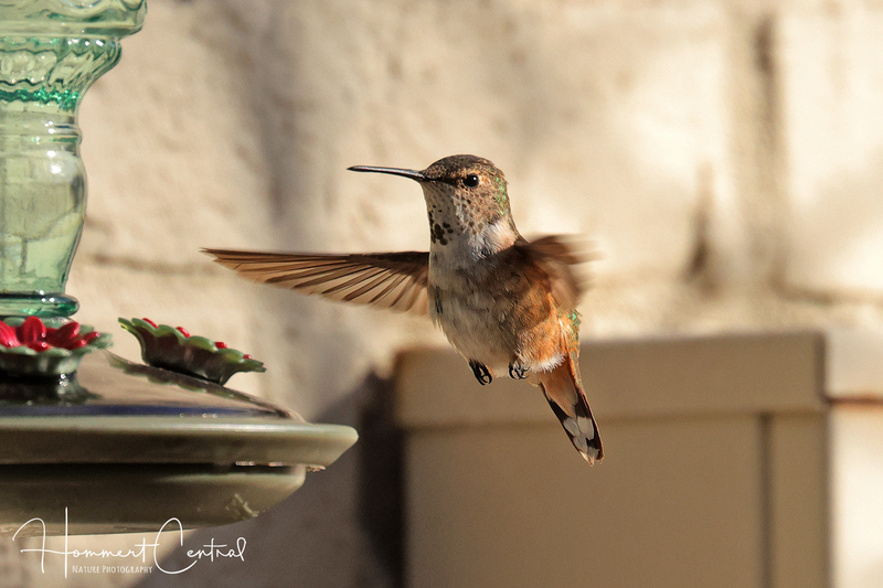 Rufous Hummingbird (immature male) (12).jpg