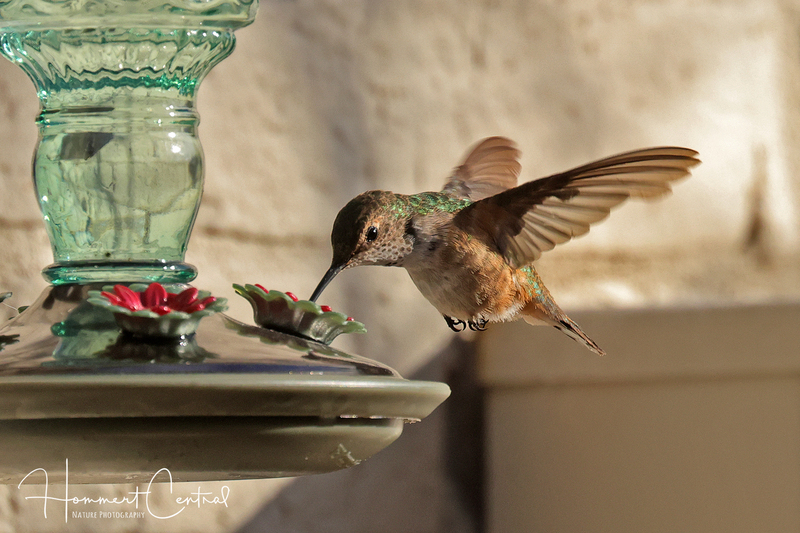 Rufous Hummingbird (immature male) (13).jpg