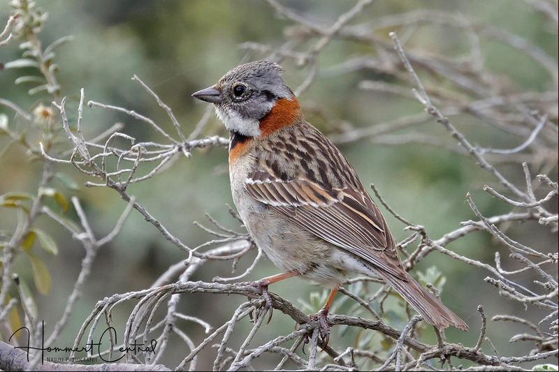 Rufous-collared Sparrow (01).jpg
