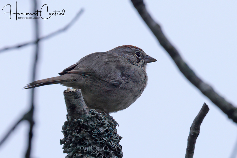 Rufous-crowned Sparrow (04).jpg