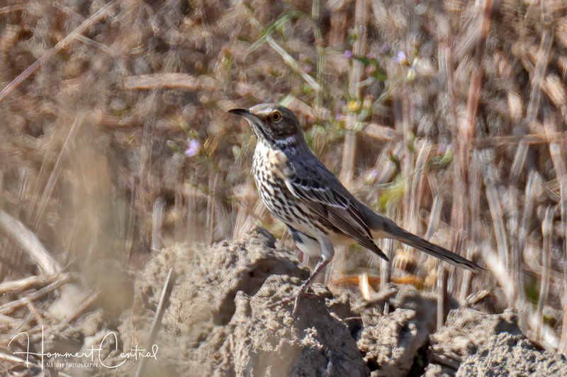 Sage Thrasher (08).jpg