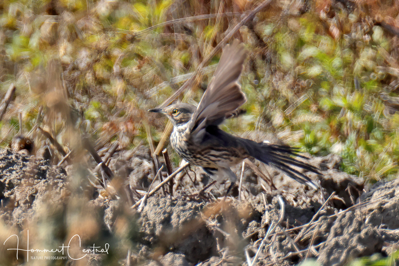 Sage Thrasher (09).jpg